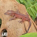 Baby Red Dalmatian Crested Geckos For Sale - Underground Reptiles