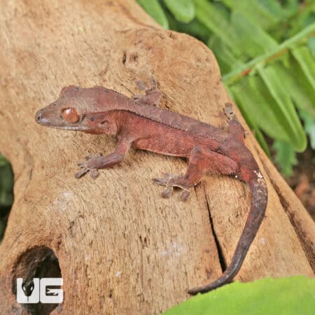 Baby Red Dalmatian Crested Geckos For Sale - Underground Reptiles