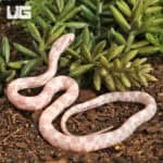 Baby Salmon Snow Cornsnakes (Pantherophis guttatus) For Sale - Underground Reptiles