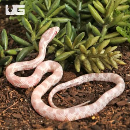 Baby Salmon Snow Cornsnakes (Pantherophis guttatus) For Sale - Underground Reptiles