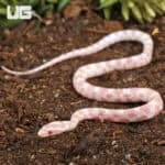 Baby Salmon Snow Cornsnakes (Pantherophis guttatus) For Sale - Underground Reptiles