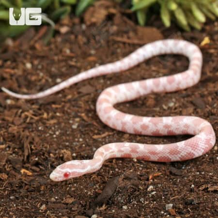 Baby Salmon Snow Cornsnakes (Pantherophis guttatus) For Sale - Underground Reptiles