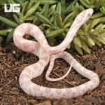 Baby Salmon Snow Cornsnakes (Pantherophis guttatus) For Sale - Underground Reptiles