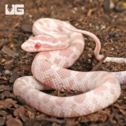 Baby Salmon Snow Cornsnakes (Pantherophis guttatus) For Sale - Underground Reptiles