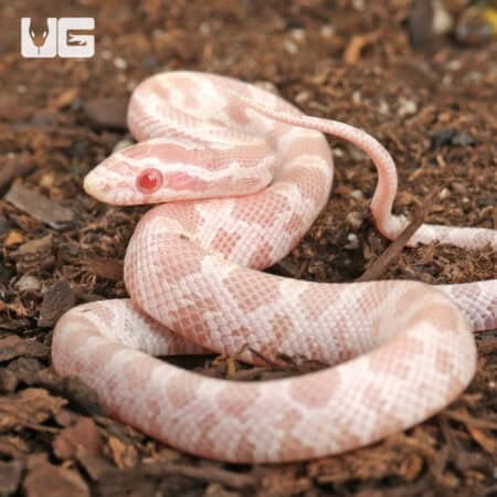 Baby Salmon Snow Cornsnakes (Pantherophis guttatus) For Sale - Underground Reptiles