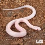 Baby Salmon Snow Tessera Cornsnakes For SALE - Underground Reptiles