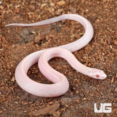 Baby Salmon Snow Tessera Cornsnakes For SALE - Underground Reptiles