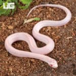 Baby Salmon Snow Tessera Cornsnakes For SALE - Underground Reptiles