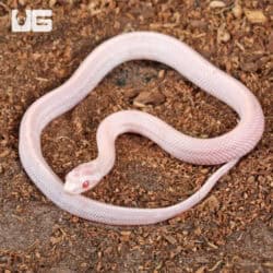 Baby Salmon Snow Tessera Cornsnakes For SALE - Underground Reptiles