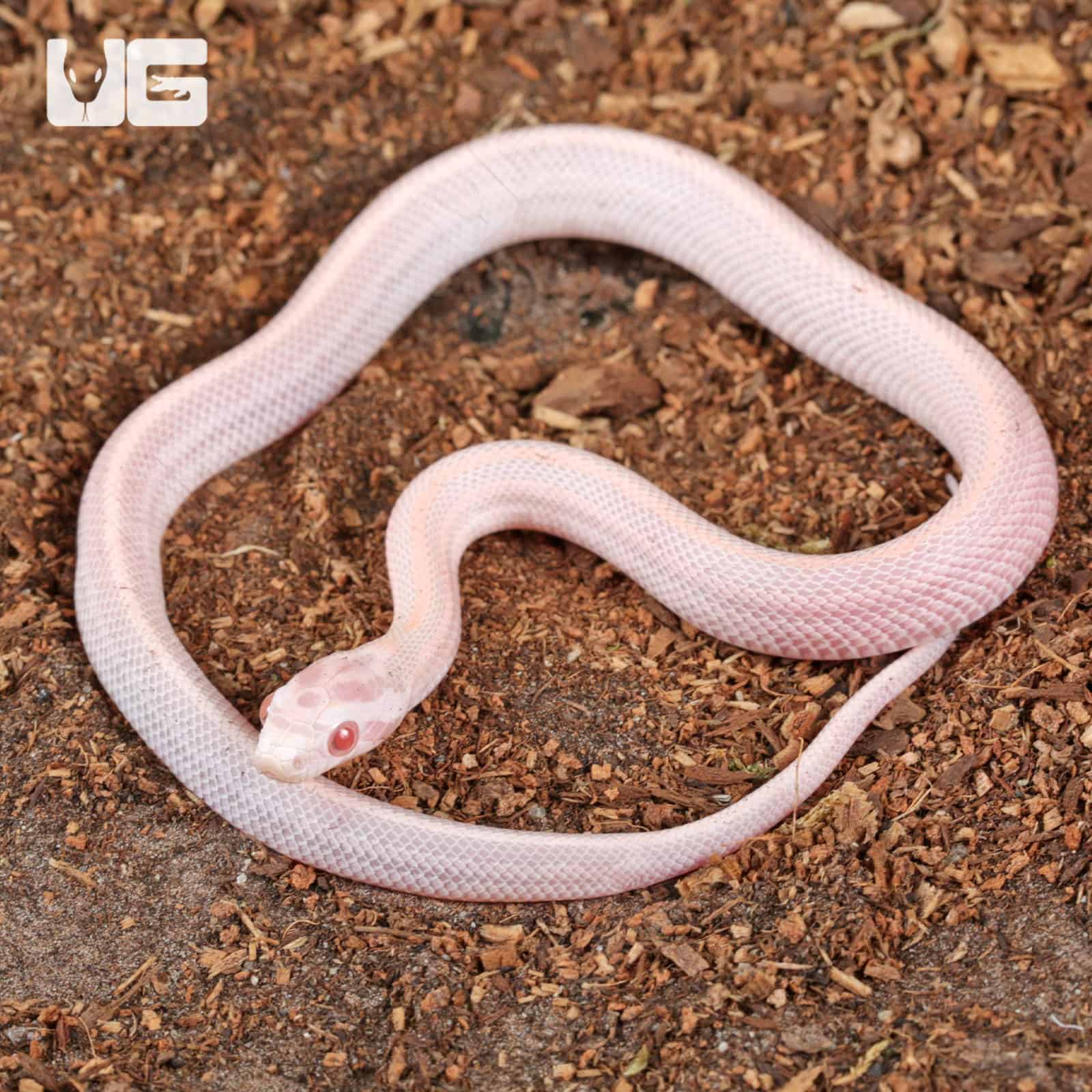 Baby Salmon Snow Tessera Cornsnakes For SALE - Underground Reptiles