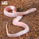 Baby Salmon Snow Tessera Cornsnakes For SALE - Underground Reptiles