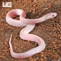Baby Salmon Snow Tessera Cornsnakes For SALE - Underground Reptiles