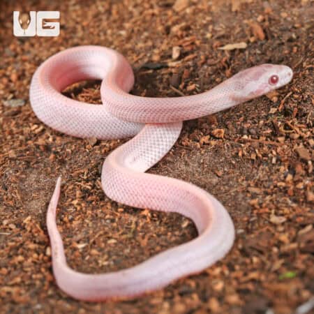 Baby Salmon Snow Tessera Cornsnakes For SALE - Underground Reptiles