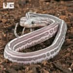 Baby Scaleless Anery Tessera Cornsnakes For Sale - Underground Reptiles