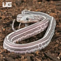 Baby Scaleless Anery Tessera Cornsnakes For Sale - Underground Reptiles
