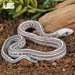 Baby Scaleless Anery Tessera Cornsnakes For Sale - Underground Reptiles