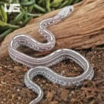 Baby Scaleless Anery Tessera Cornsnakes For Sale - Underground Reptiles