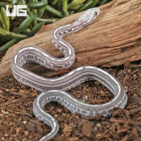 Baby Scaleless Anery Tessera Cornsnakes For Sale - Underground Reptiles