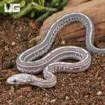 Baby Scaleless Anery Tessera Cornsnakes For Sale - Underground Reptiles
