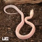 Baby Scaleless Ultra-Mel Cornsnakes For Sale - Underground Reptiles