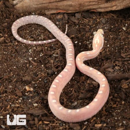 Baby Scaleless Ultra-Mel Cornsnakes For Sale - Underground Reptiles