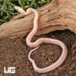 Baby Scaleless Ultra-Mel Cornsnakes For Sale - Underground Reptiles