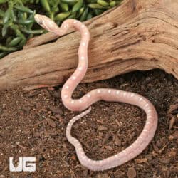 Baby Scaleless Ultra-Mel Cornsnakes For Sale - Underground Reptiles