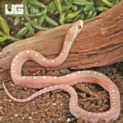 Baby Scaleless Ultra-Mel Cornsnakes For Sale - Underground Reptiles