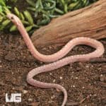 Baby Scaleless Ultra-Mel Cornsnakes For Sale - Underground Reptiles
