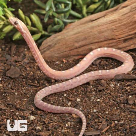 Baby Scaleless Ultra-Mel Cornsnakes For Sale - Underground Reptiles