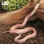 Baby Scaleless Ultra-Mel Tessera Cornsnakes For Sale - Underground Reptiles