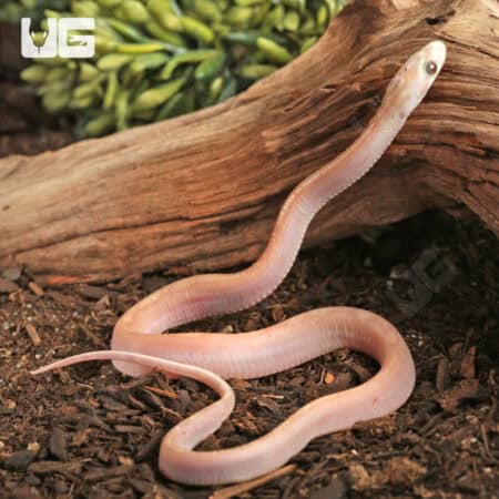 Baby Scaleless Ultra-Mel Tessera Cornsnakes For Sale - Underground Reptiles