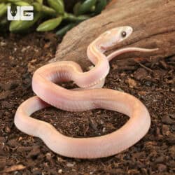 Baby Scaleless Ultra-Mel Tessera Cornsnakes For Sale - Underground Reptiles