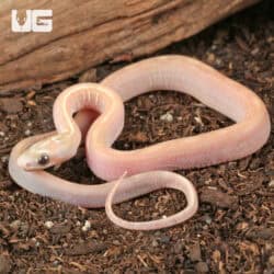 Baby Scaleless Ultra-Mel Tessera Cornsnakes For Sale - Underground Reptiles