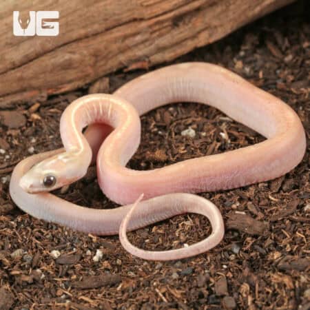 Baby Scaleless Ultra-Mel Tessera Cornsnakes For Sale - Underground Reptiles