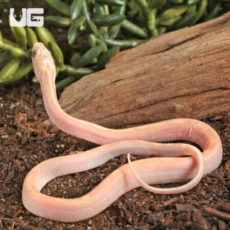 Baby Scaleless Ultra-Mel Tessera Cornsnakes For Sale - Underground Reptiles