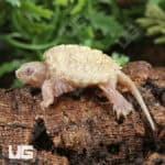 Baby T+ Albino Florida Snapping Turtles For Sale - Underground Reptiles