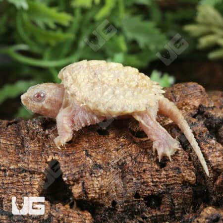 Baby T+ Albino Florida Snapping Turtles For Sale - Underground Reptiles