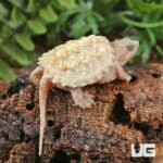 Baby T+ Albino Florida Snapping Turtles For Sale - Underground Reptiles