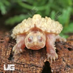 Baby T+ Albino Florida Snapping Turtles For Sale - Underground Reptiles