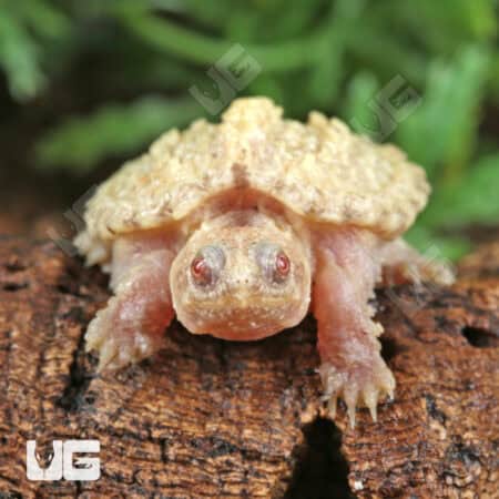 Baby T+ Albino Florida Snapping Turtles For Sale - Underground Reptiles