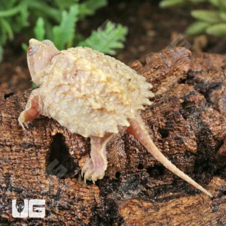 Baby T+ Albino Florida Snapping Turtles For Sale - Underground Reptiles