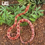 Baby Ultra-mel Okeetee Cornsnakes For Sale - Underground Reptiles
