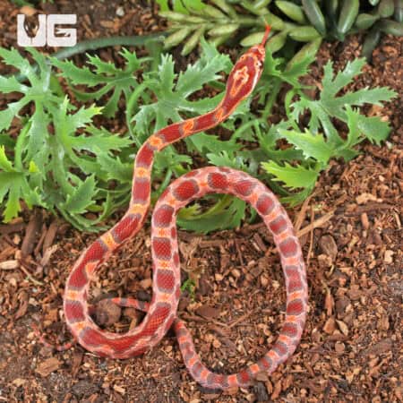 Baby Ultra-mel Okeetee Cornsnakes For Sale - Underground Reptiles