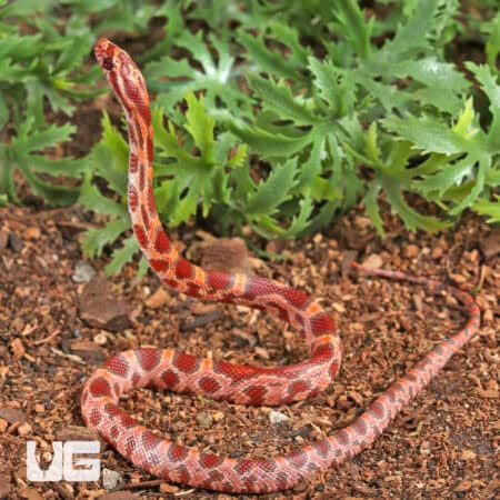 Baby Ultra-mel Okeetee Cornsnakes For Sale - Underground Reptiles