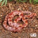 Baby Ultra-mel Okeetee Cornsnakes For Sale - Underground Reptiles
