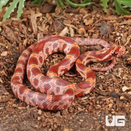 Baby Ultra-mel Okeetee Cornsnakes For Sale - Underground Reptiles