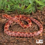 Baby Ultra-mel Okeetee Cornsnakes For Sale - Underground Reptiles