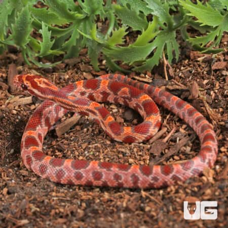 Baby Ultra-mel Okeetee Cornsnakes For Sale - Underground Reptiles