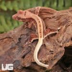 Baby Lilly White Red Pinstripe Crested Geckos For Sale - Underground Reptiles